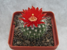 PARODIA penicillata var  nivosa