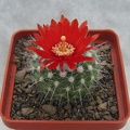 PARODIA penicillata var  nivosa
