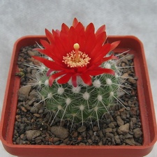 PARODIA penicillata var  nivosa