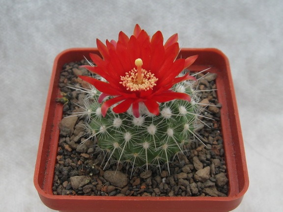 PARODIA penicillata var  nivosa