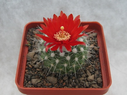 PARODIA penicillata var  nivosa