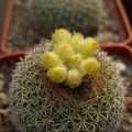 Parod gibbulosa