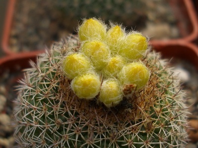 Parod gibbulosa