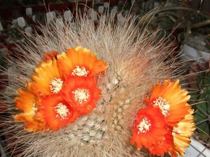 Parodia  microsperma d-nv FG