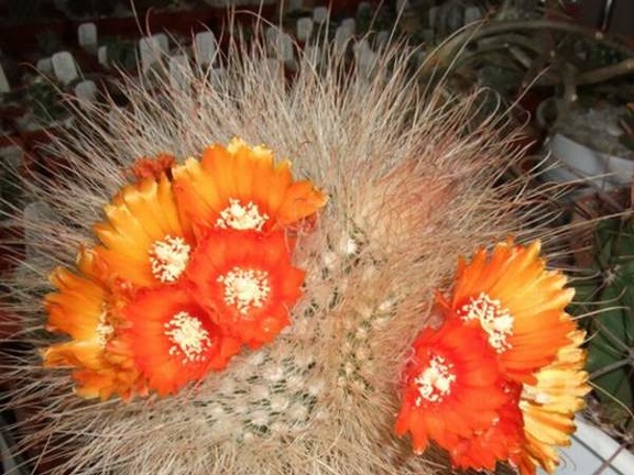 Parodia  microsperma d-nv FG