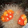Parodia  microsperma d-nv FG