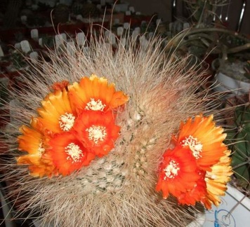 Parodia  microsperma d-nv FG