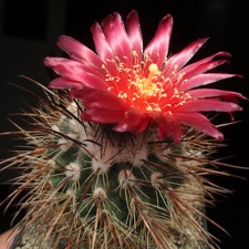 Parodia  suprema-02