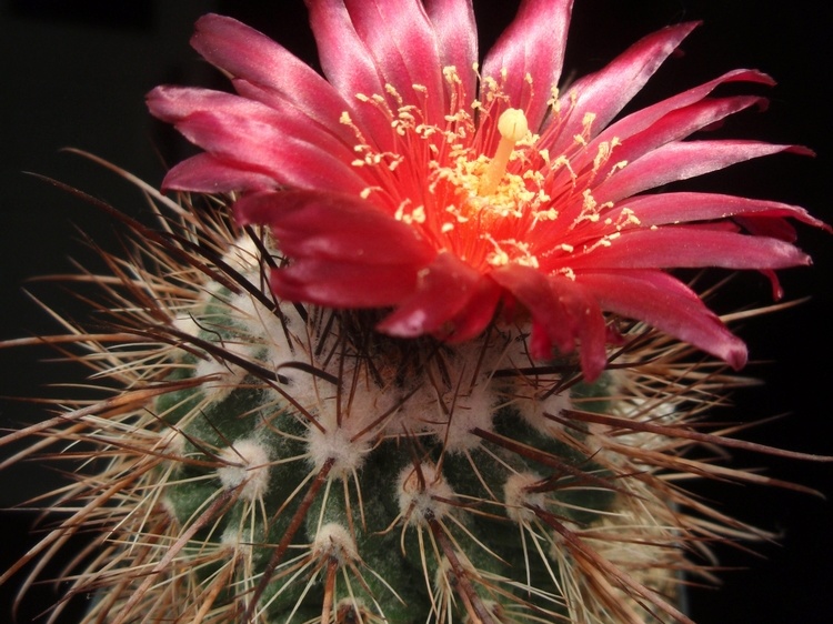Parodia  suprema-02