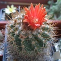 Parodia andreae (procera)