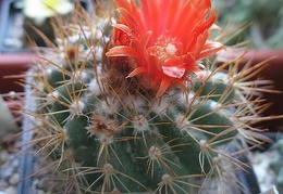 Parodia andreae (procera)