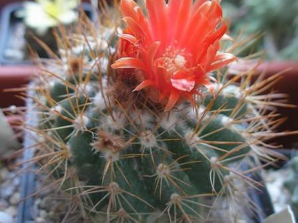 Parodia andreae (procera)