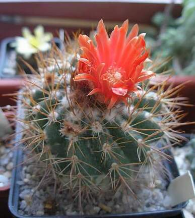Parodia andreae (procera)