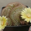 Parodia aureispina f cristata