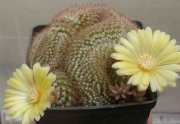 Parodia aureispina f cristata