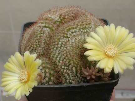 Parodia aureispina f cristata
