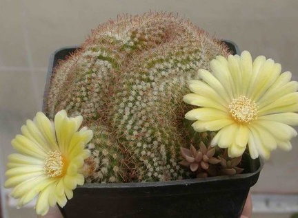 Parodia aureispina f cristata