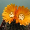 Parodia aureispina v  scopaoides Rigum FG