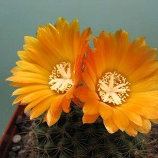Parodia aureispina v  scopaoides Rigum FG