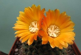 Parodia aureispina v  scopaoides Rigum FG