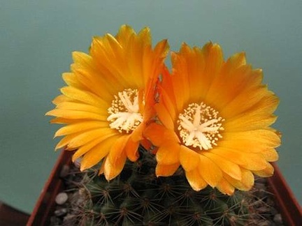 Parodia aureispina v  scopaoides Rigum FG