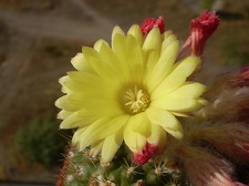 Parodia cardenasii