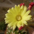 Parodia cardenasii