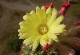 Parodia cardenasii