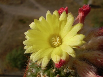 Parodia cardenasii