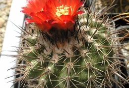 Parodia culpinensis Ru FG