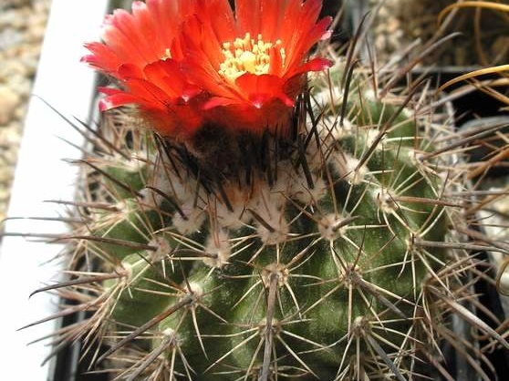 Parodia culpinensis Ru FG
