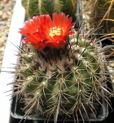 Parodia culpinensis Ru FG