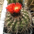 Parodia culpinensis Ru FG