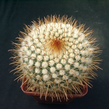 Parodia fescheri1