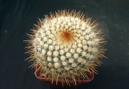 Parodia fescheri1