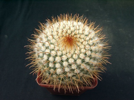 Parodia fescheri1