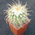 Parodia maassii