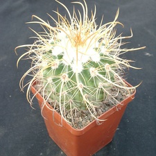 Parodia maassii