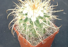 Parodia maassii