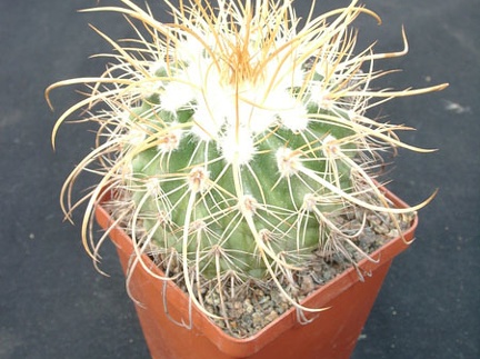 Parodia maassii