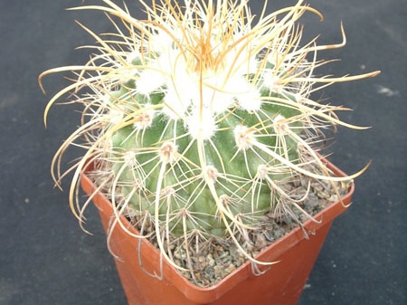 Parodia maassii