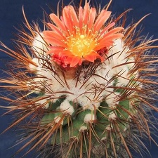 Parodia maassii DA FG