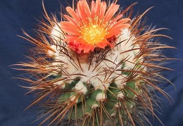 Parodia maassii DA FG