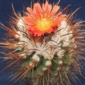 Parodia maassii DA FG