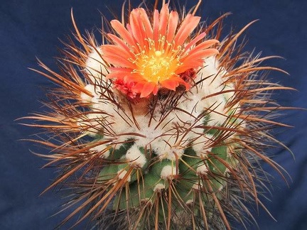 Parodia maassii DA FG