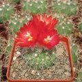 Parodia microsperma DJF 309