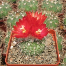 Parodia microsperma DJF 309