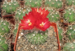 Parodia microsperma DJF 309