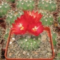 Parodia_microsperma_DJF_309.jpg