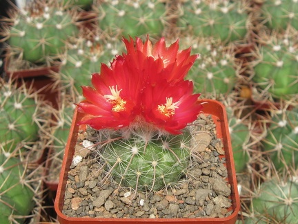 Parodia microsperma DJF 309